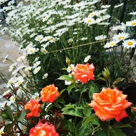 виктория Guest house *