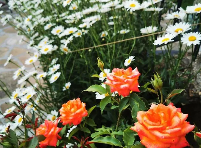 виктория Guest house *